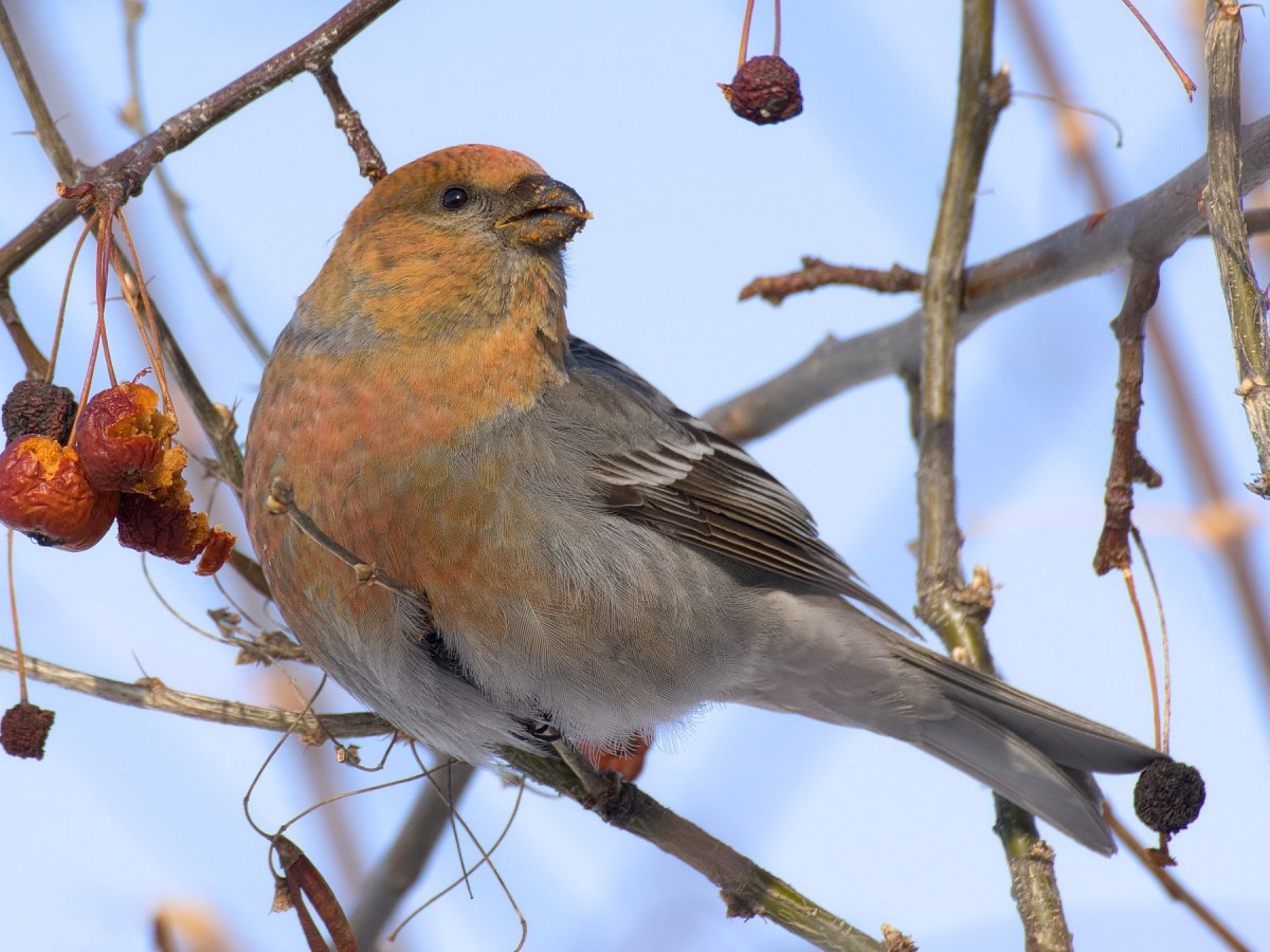 Зимние птицы России поползень