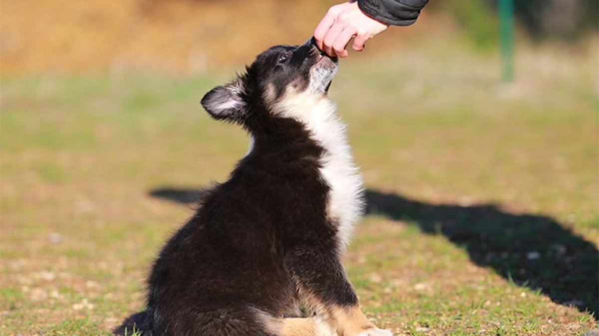 Дрессировщик собак