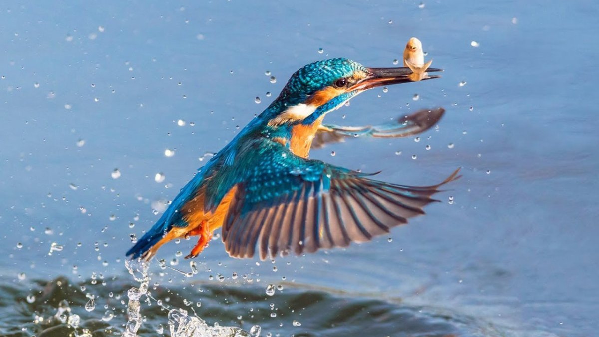 Зимородок птиц-рыболовов