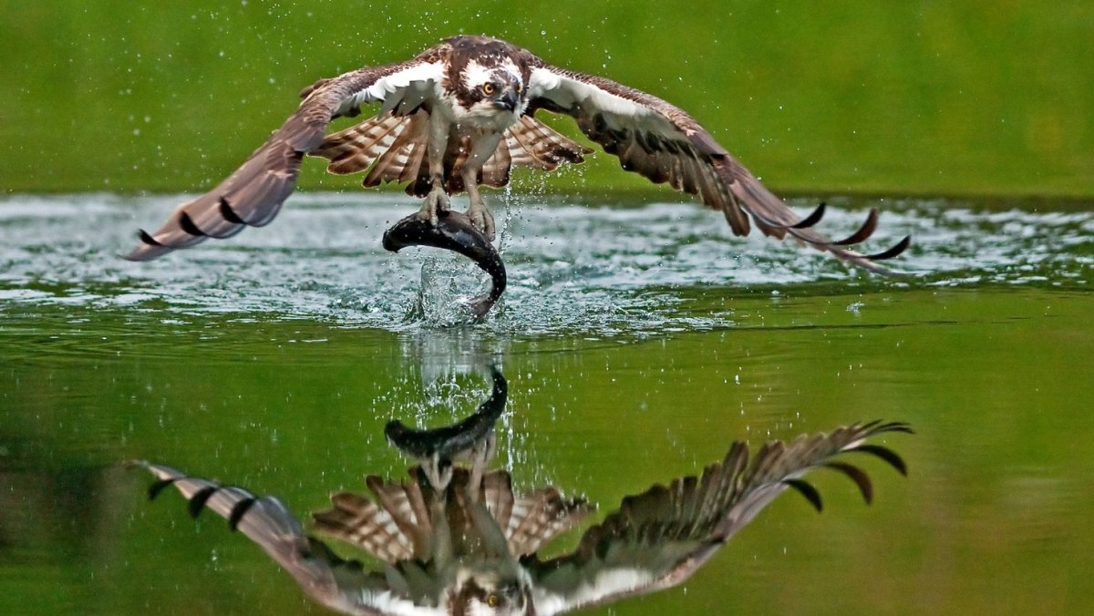 Рыболов Скопа