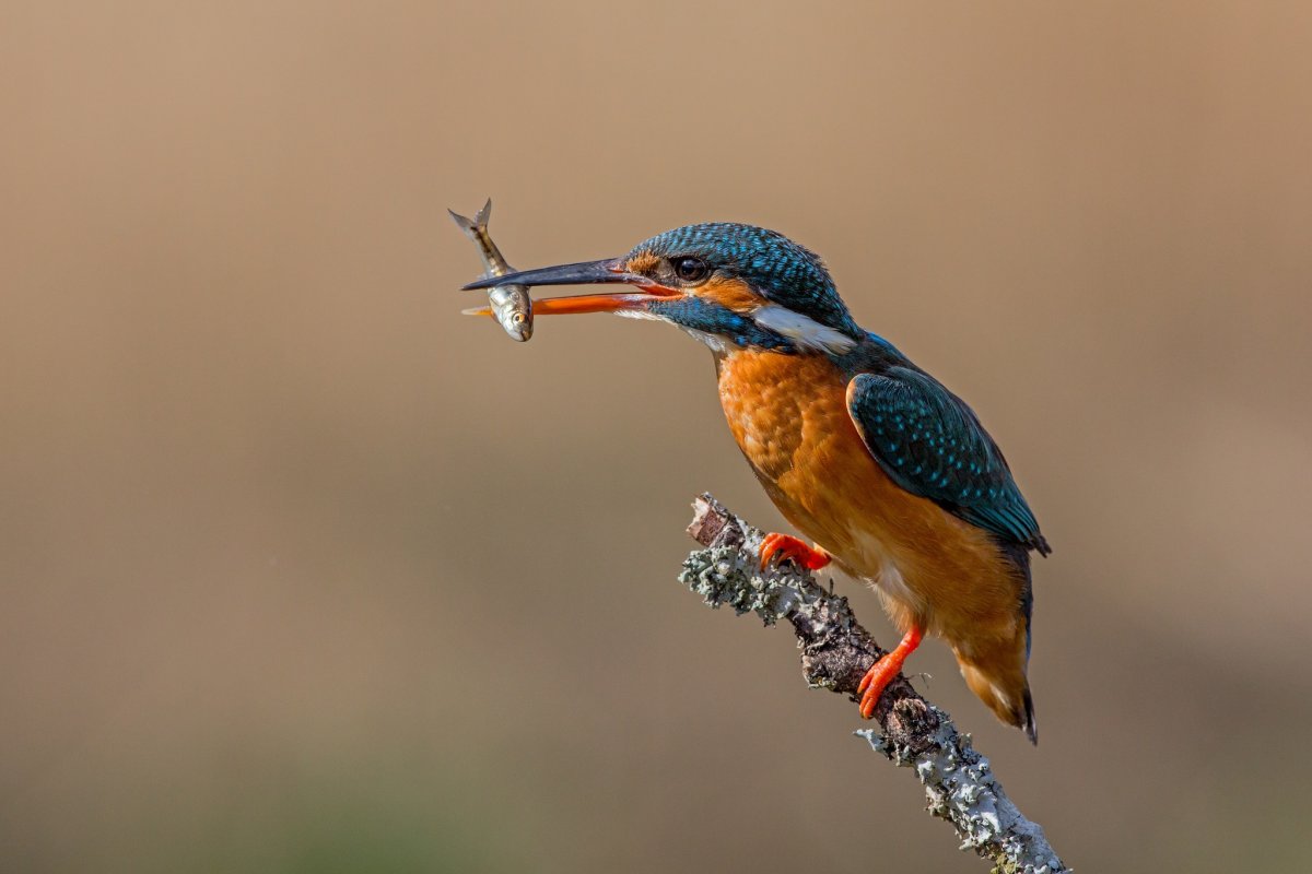 Зимородок Кингфишер