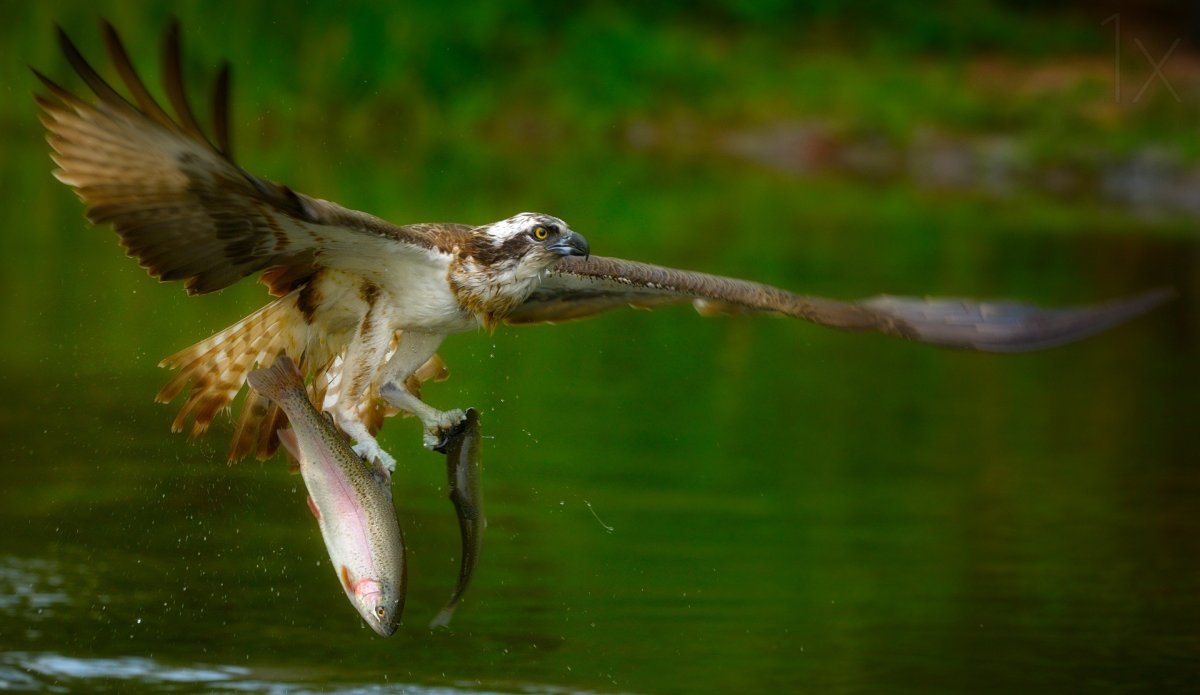 Птица рыболов Скопа