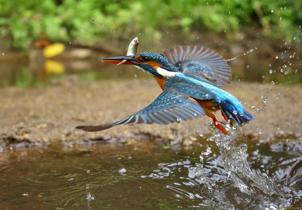 Колибри над водой