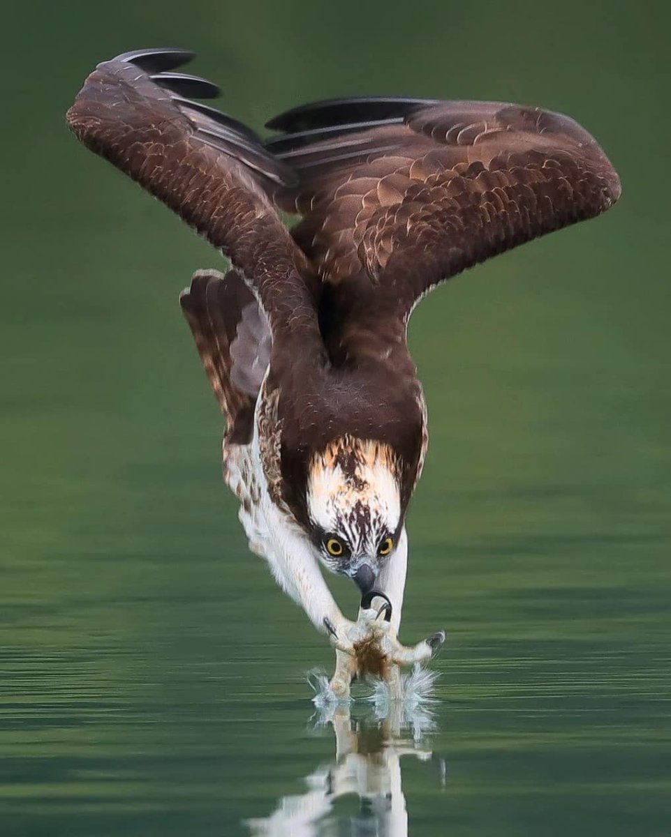 Склон зимородка