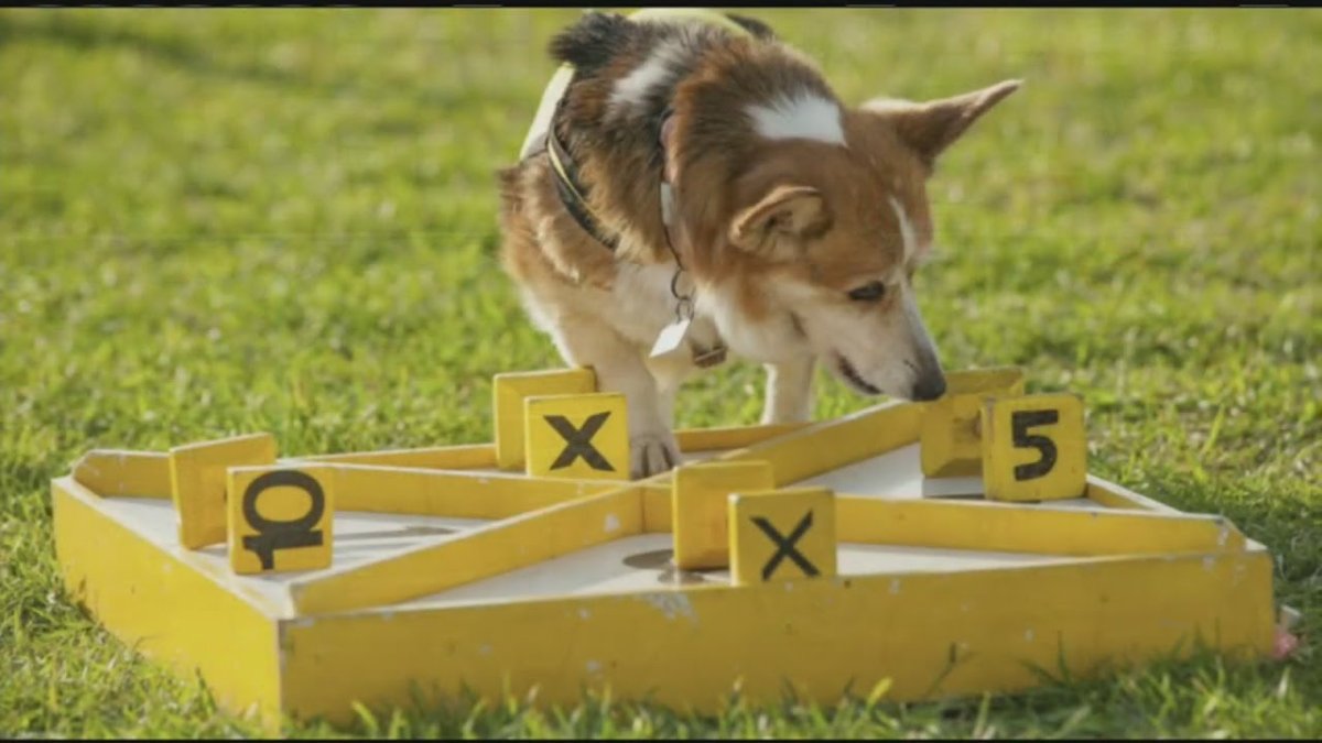 Собака тренируется с хозяином