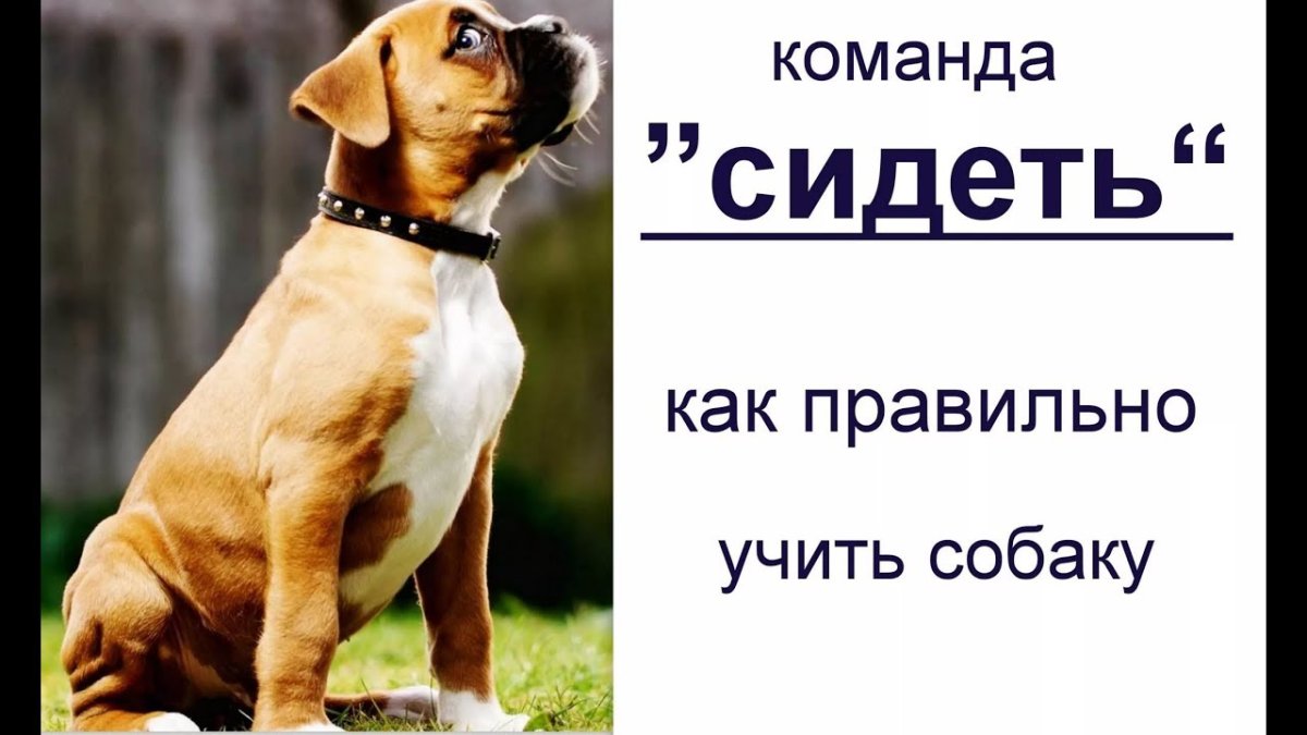 Собака при дрессировке