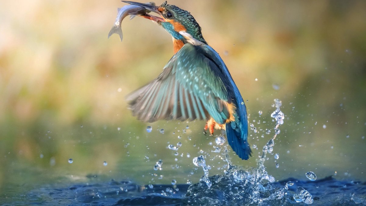 Кингфишер птица в Индии