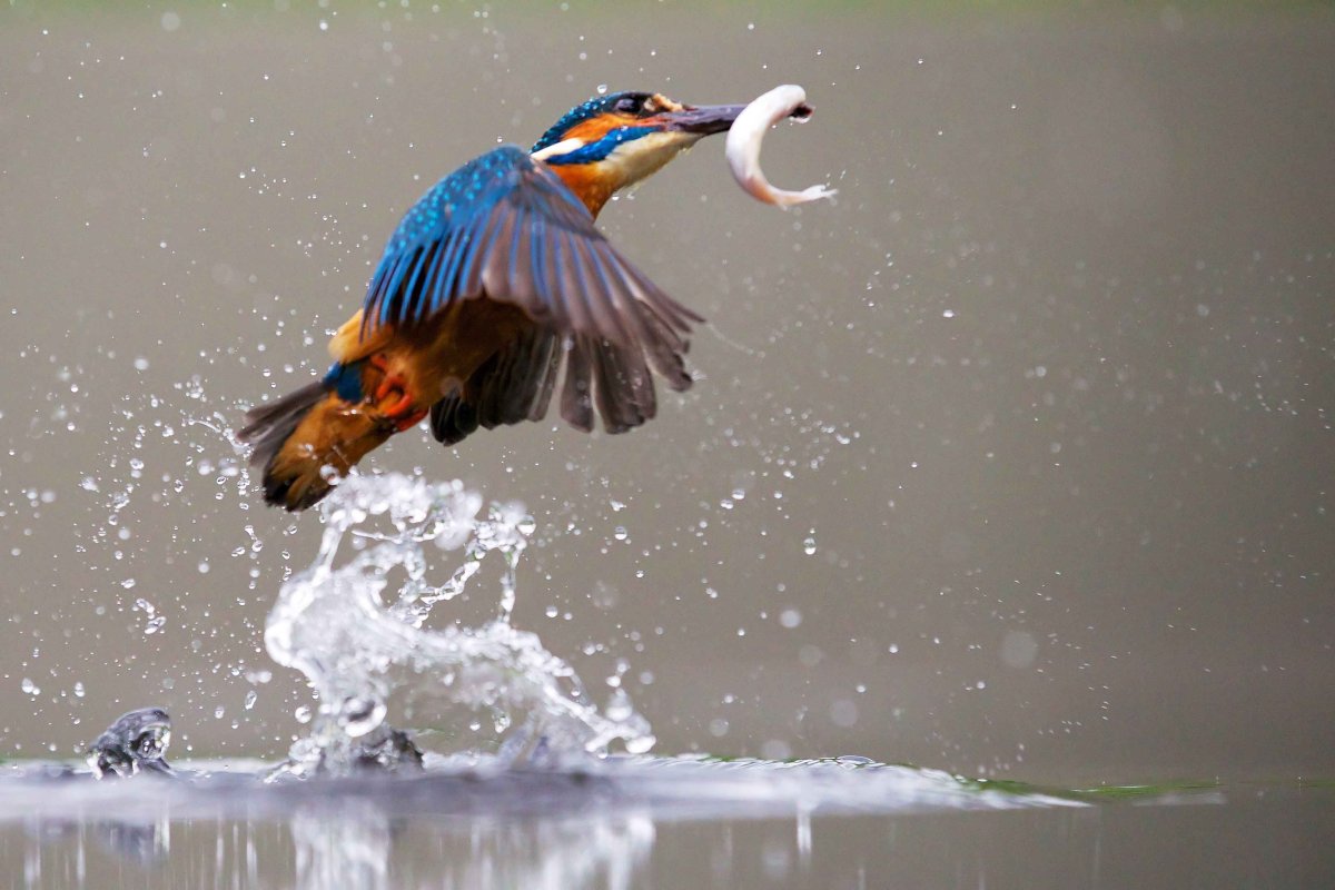 Зимородок рыболов