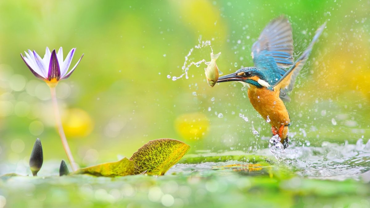 Полосатогрудый Зимородок