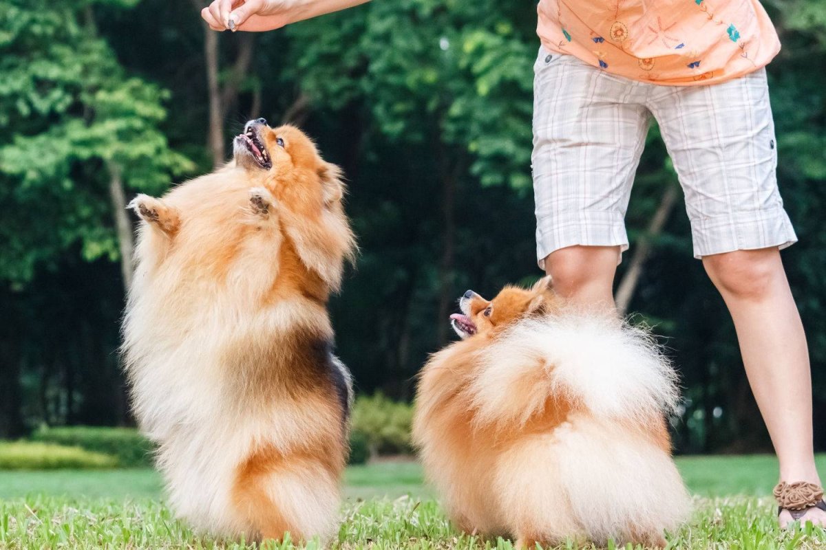 Дрессировать собаку