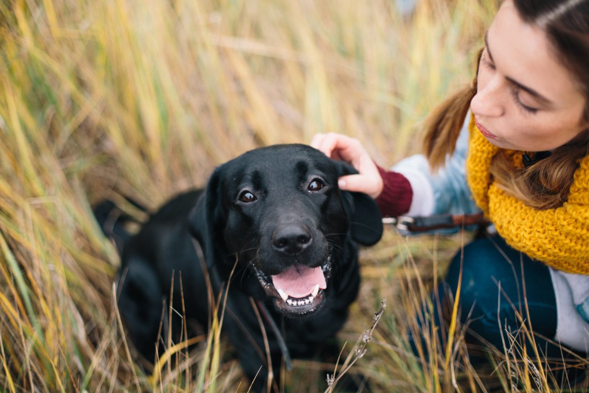 Собака выполняет команду лежать