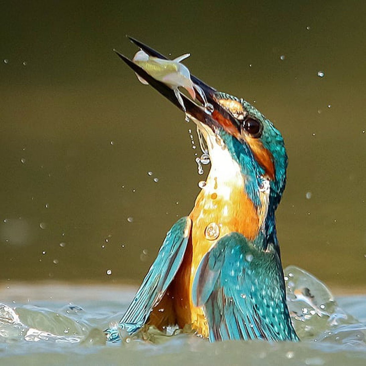 Зимородок рыболов