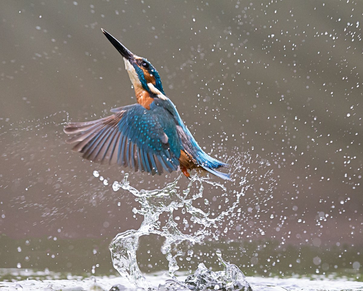 Зимородок в воде