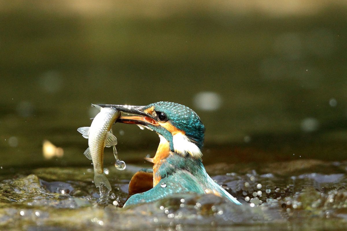 Зимородок птица