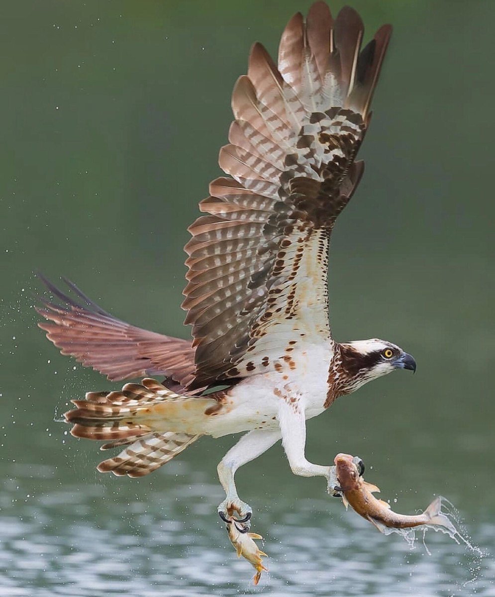 Рыболов Скопа