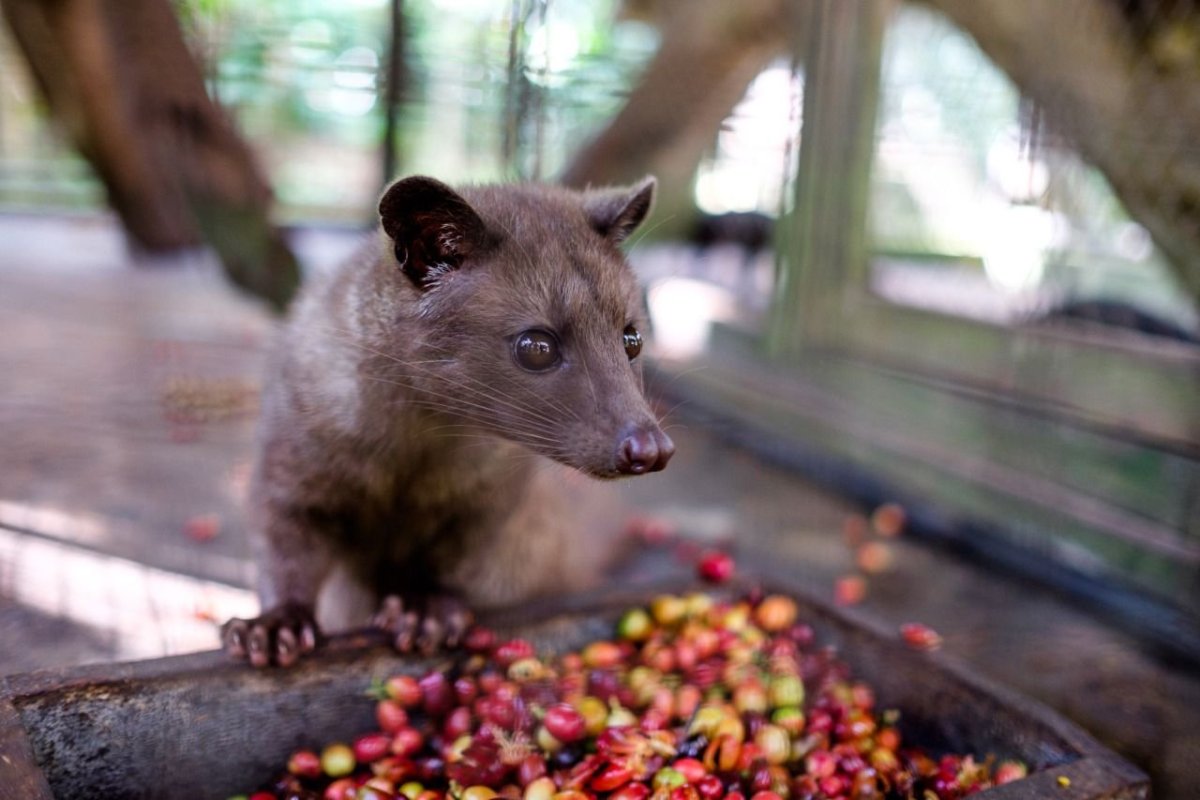Лемур Лювак