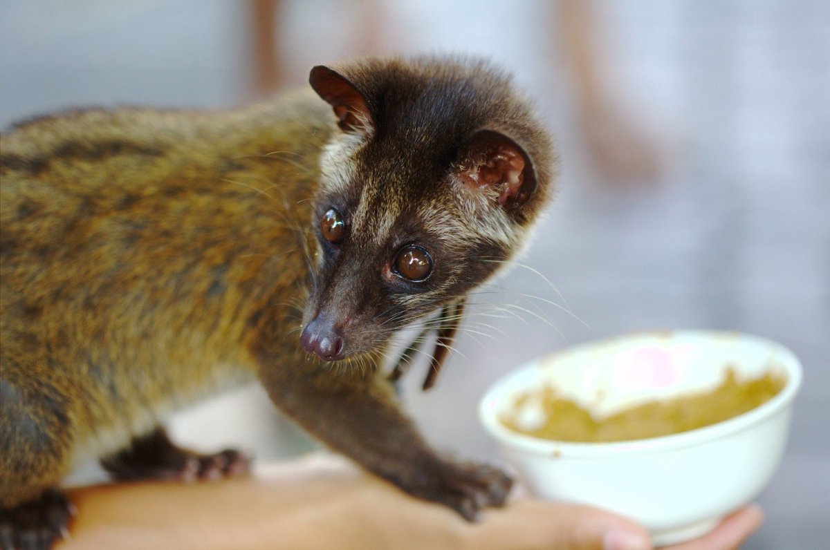 Лювак зверек арт