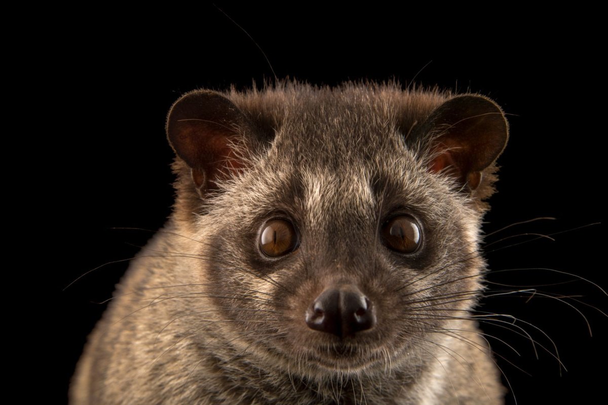 Мусанг зверёк домашний