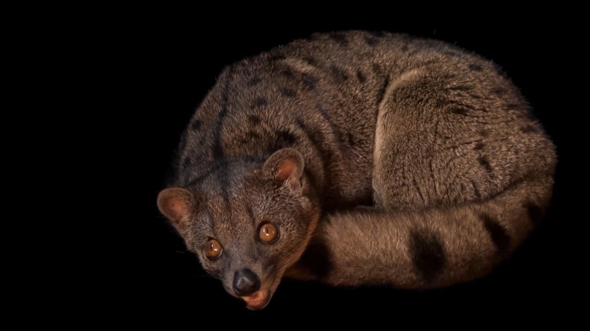 Пальмовая Циветта животное