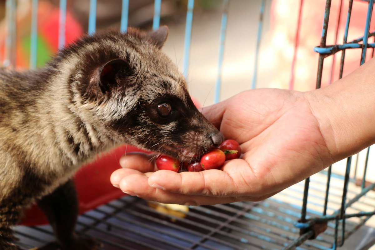 Циветта Лювак
