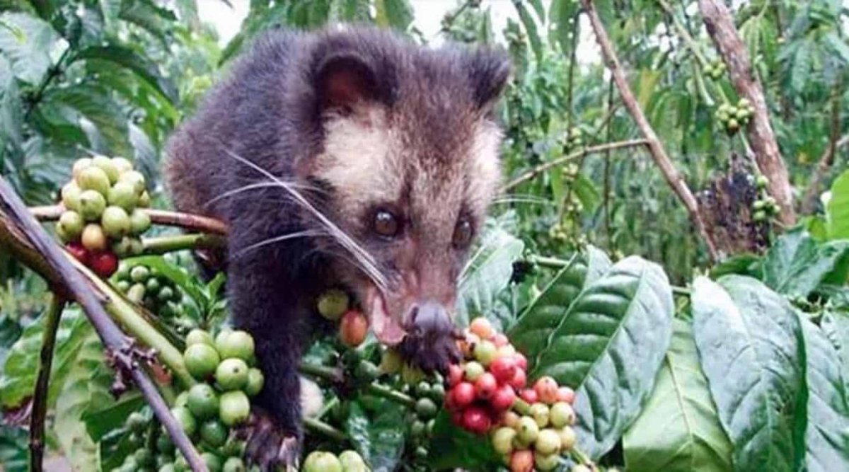 Пальмовая кошка Лювак