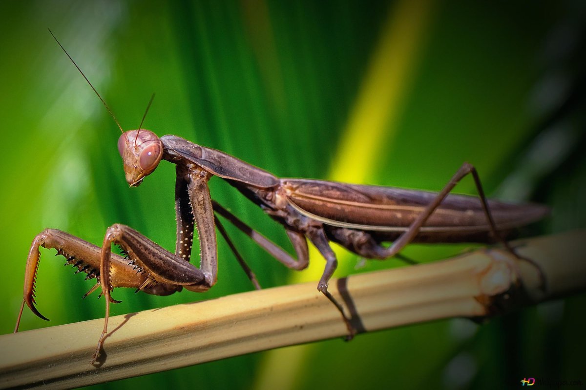 Богомол Mantis