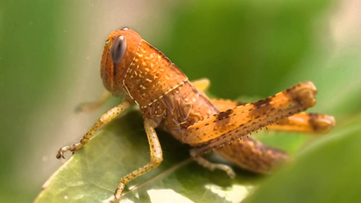Гигантский Длинноногий кузнечик