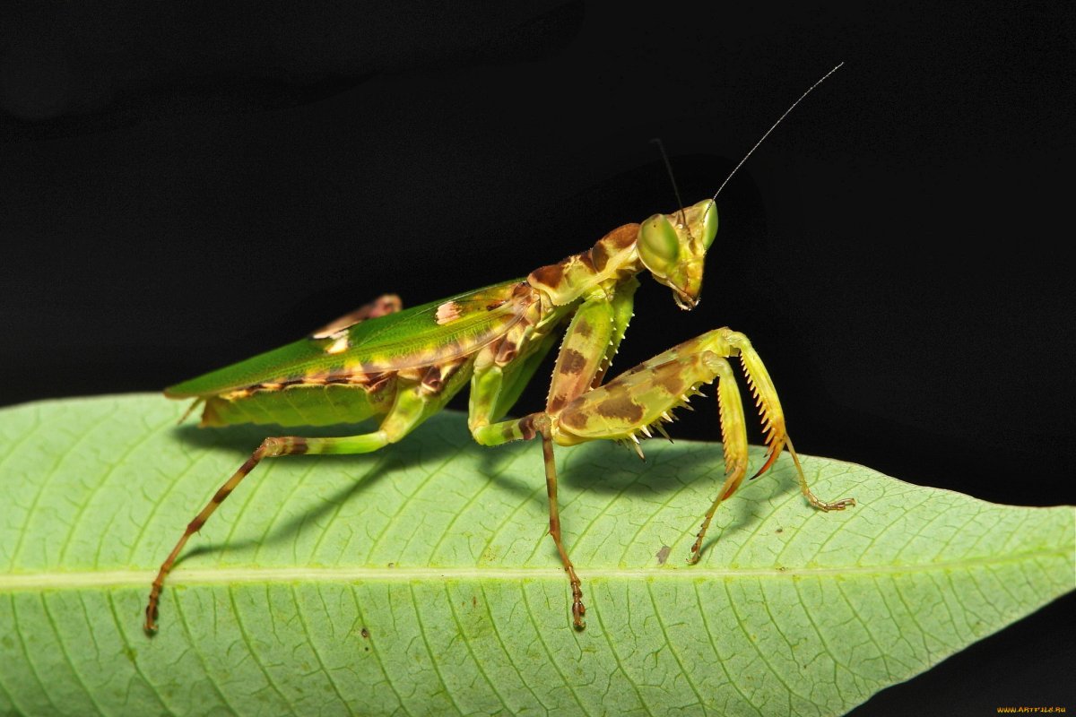 Богомол пестрокрылый