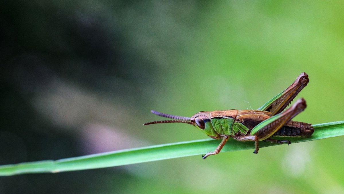 Кузнечик который бегает