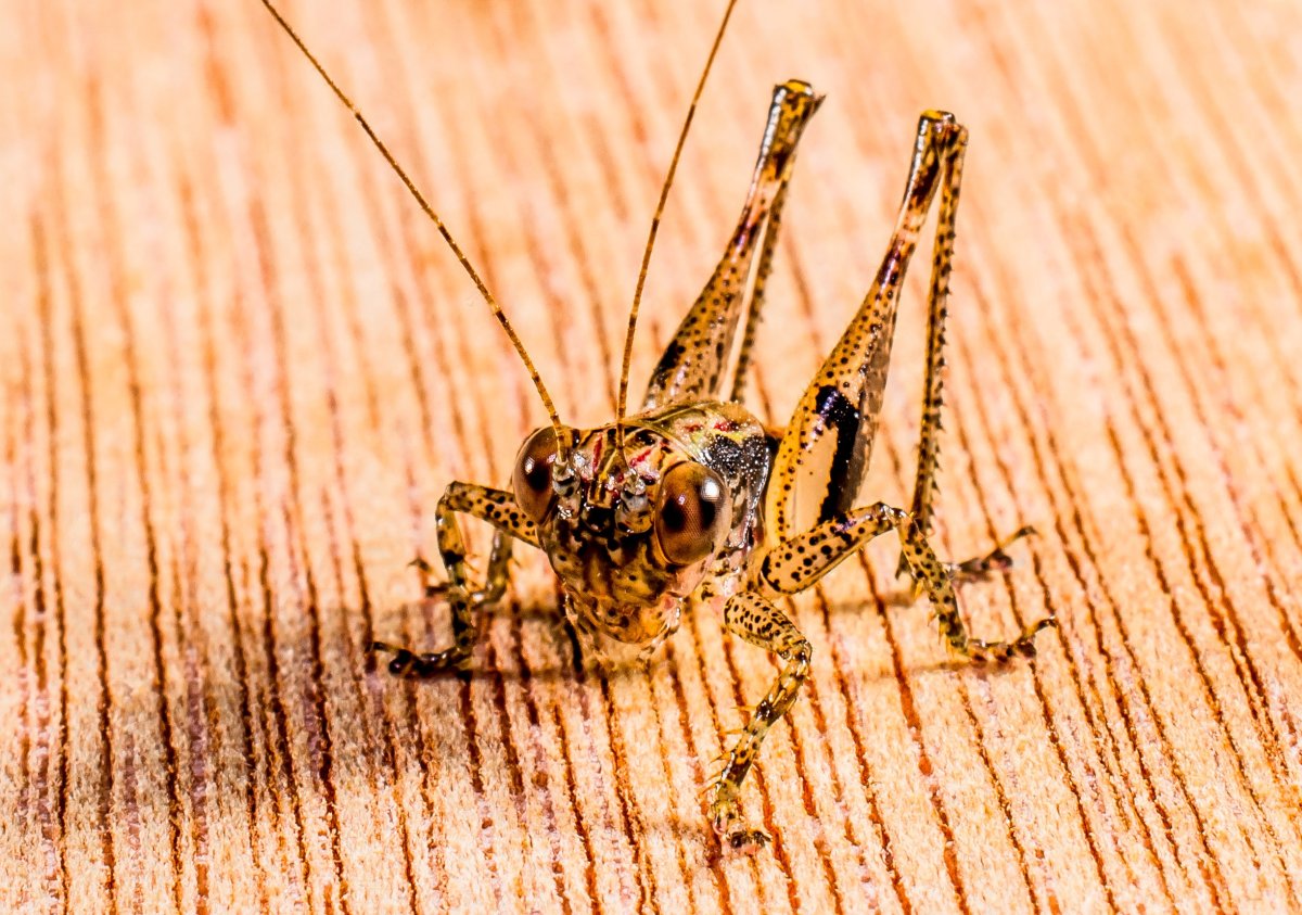 Земляной богомол