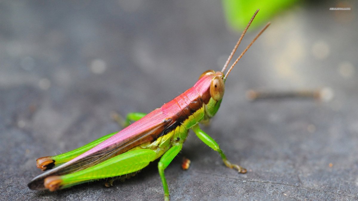 Цикада кузнечик