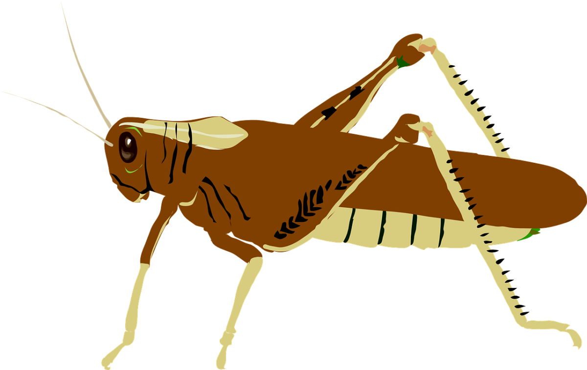 Кобылка кузнечик и Саранча