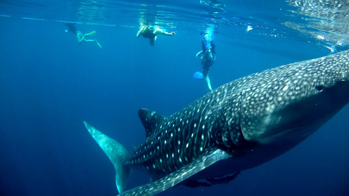 Рисование акулы и кита,дельфина