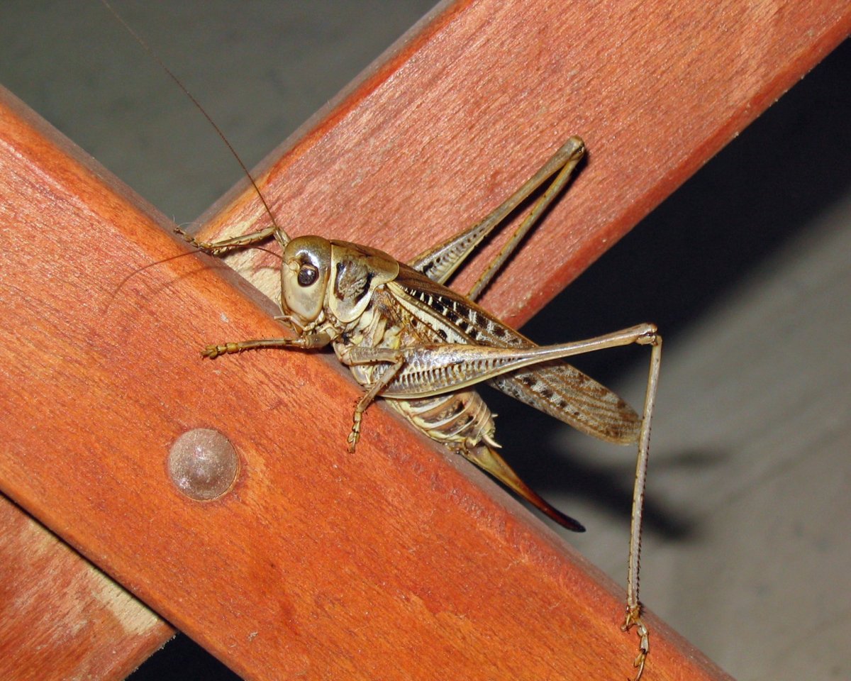 Кузнечик насекомое