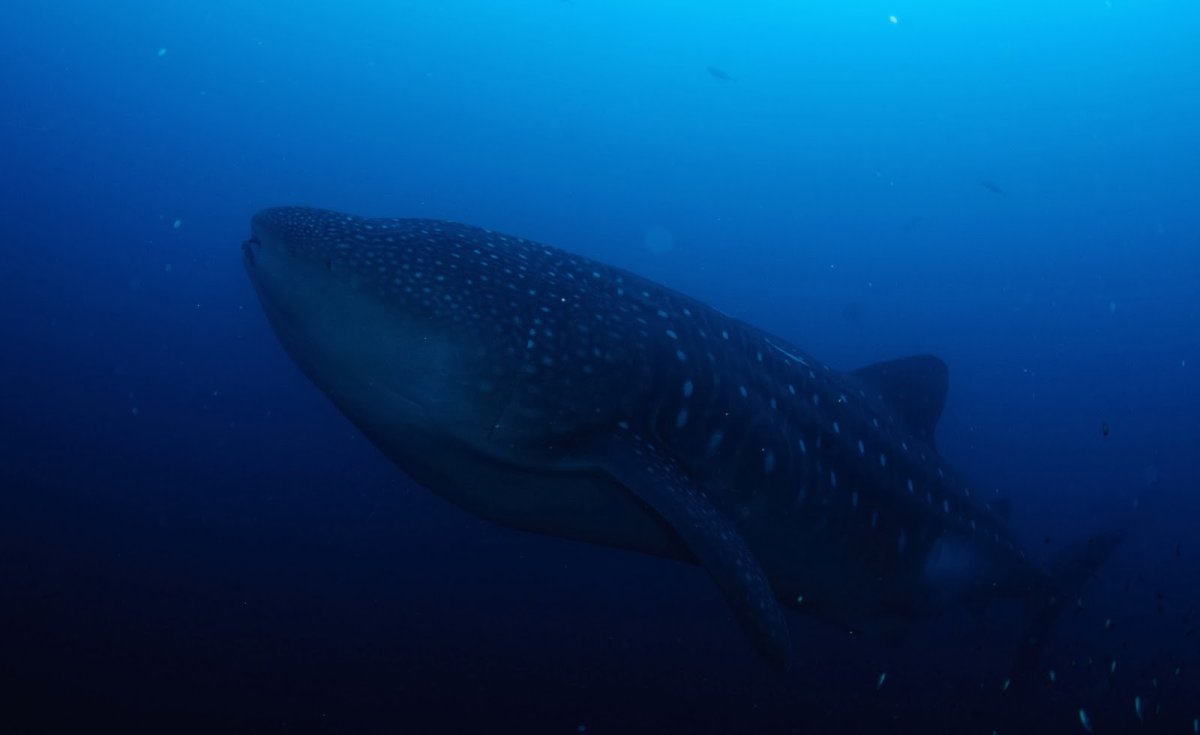 Китовая акула планктон