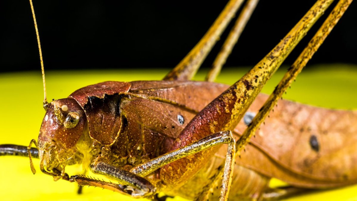 Насекомые в траве