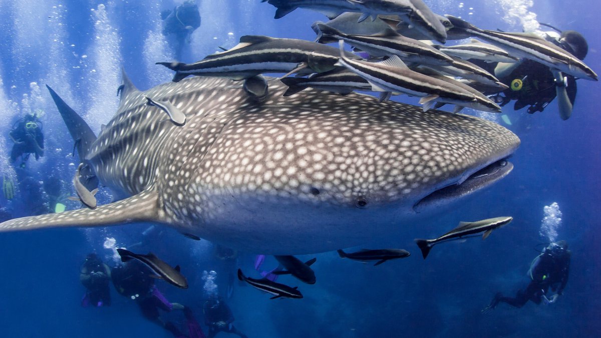 Гигантская китовая акула