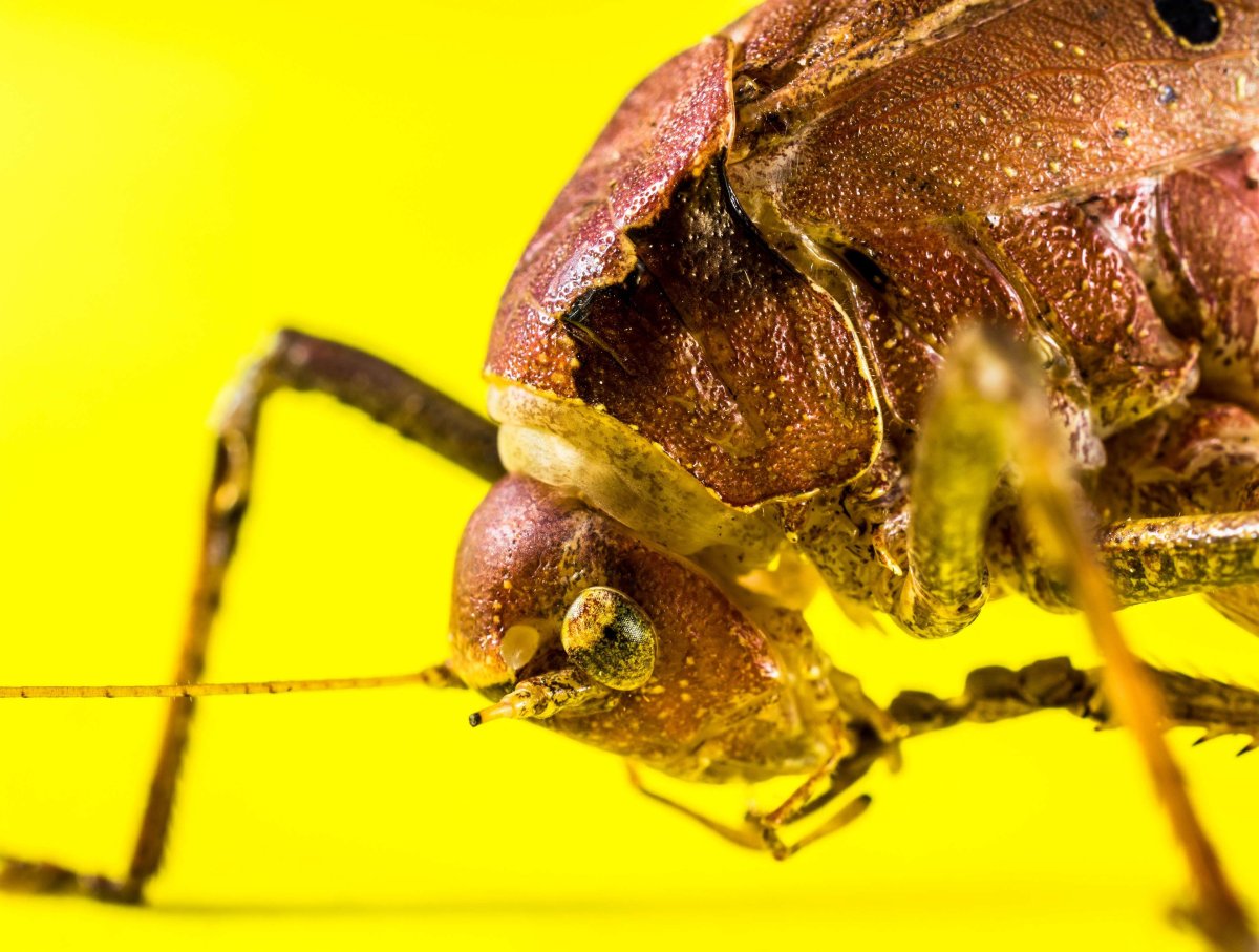 Саранча маленькая коричневая