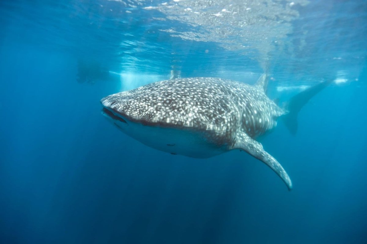 Акула доска объявлений