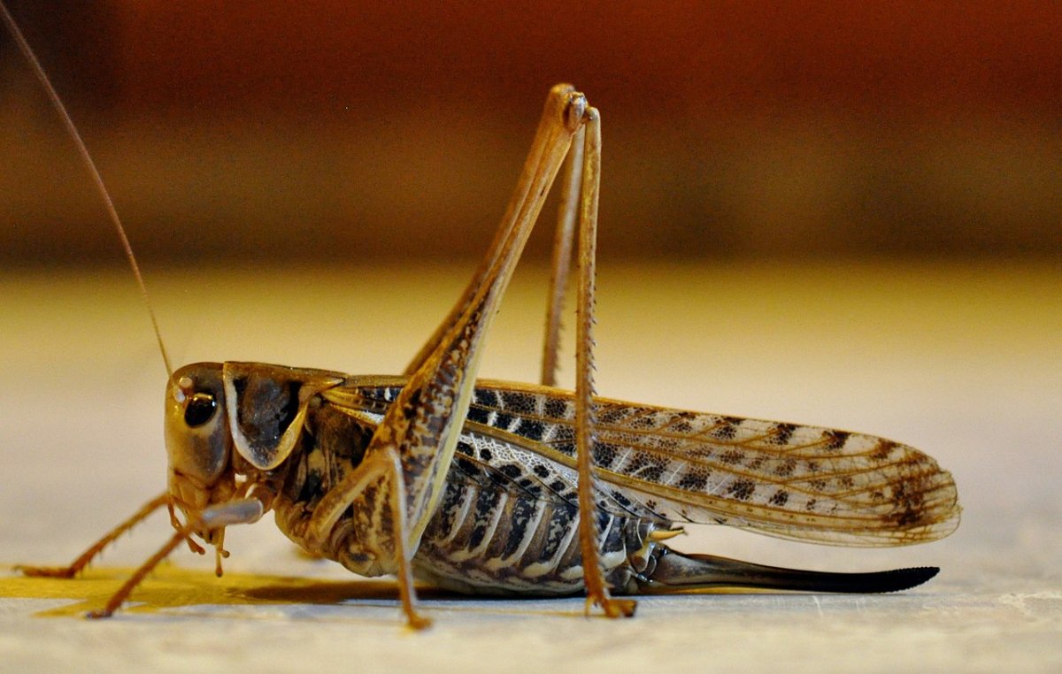 Кузнечик коричневый