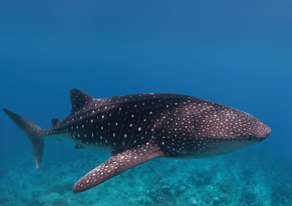 Китовая акула информация