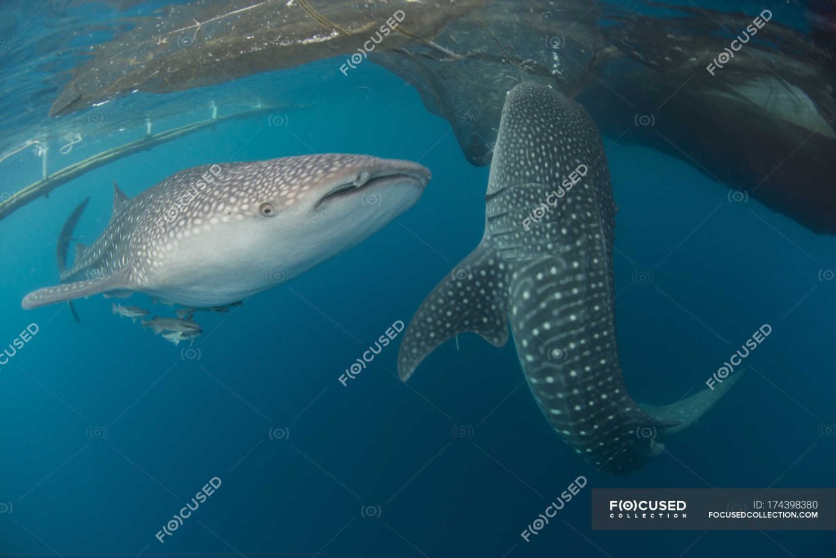 Китовая акула картинки для детей