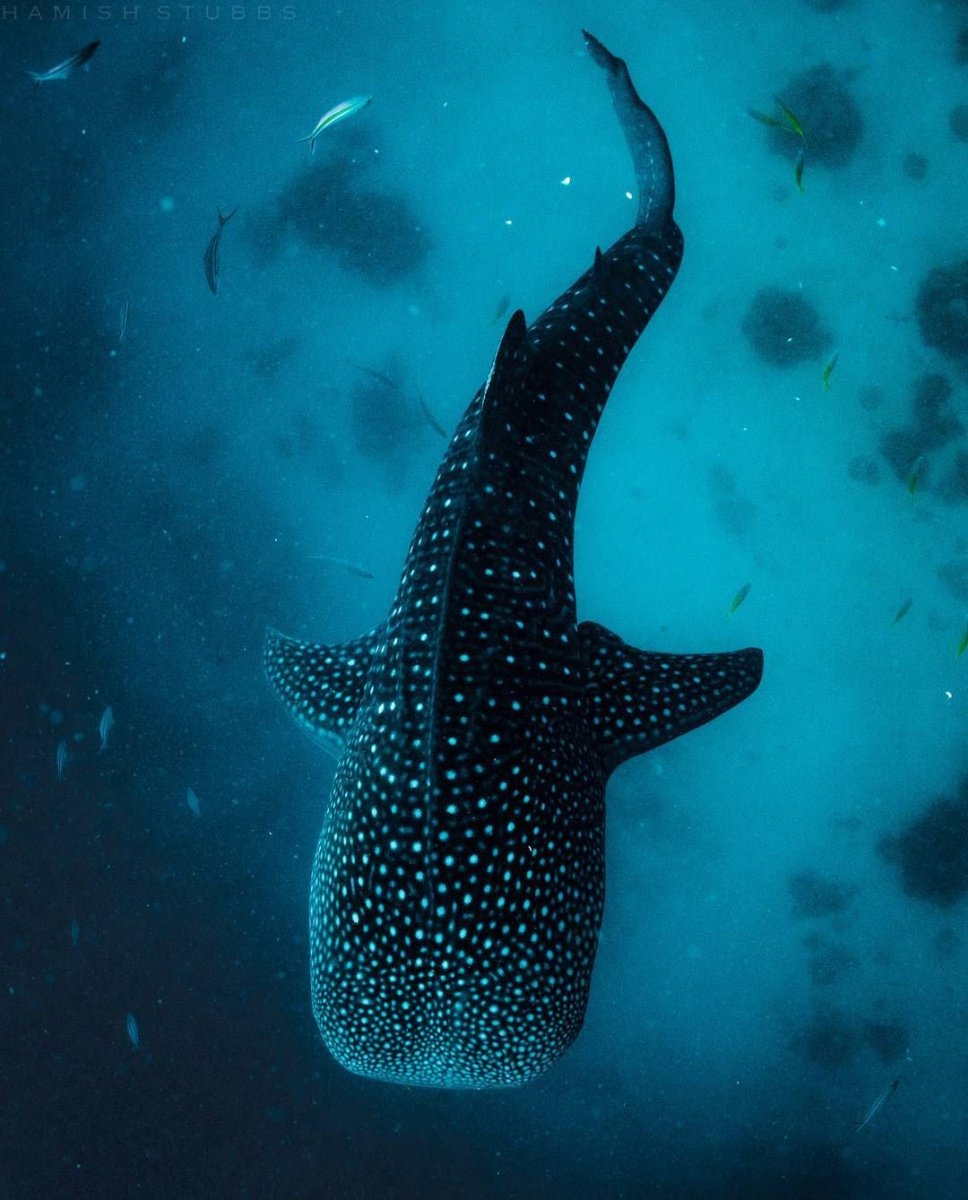 Кит ва акула