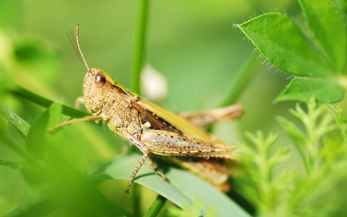 Папуанский кузнечик