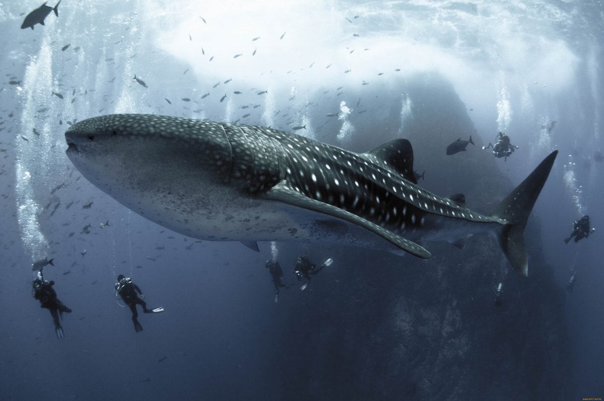 Подводный мир китовая акула