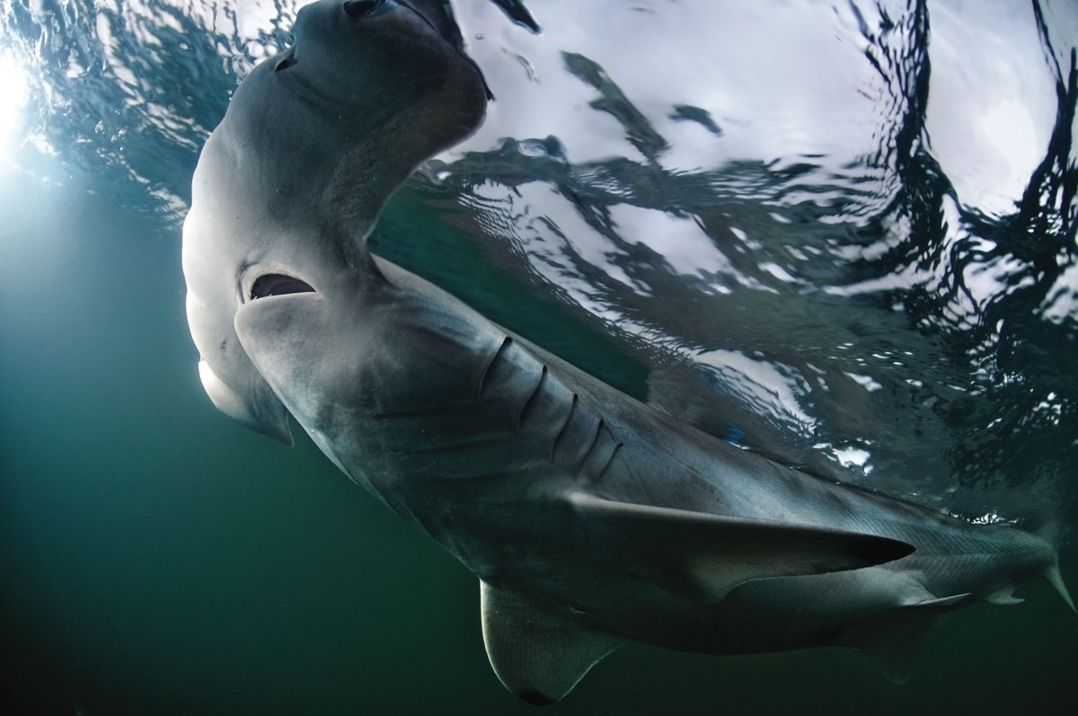 Китовая акула икра