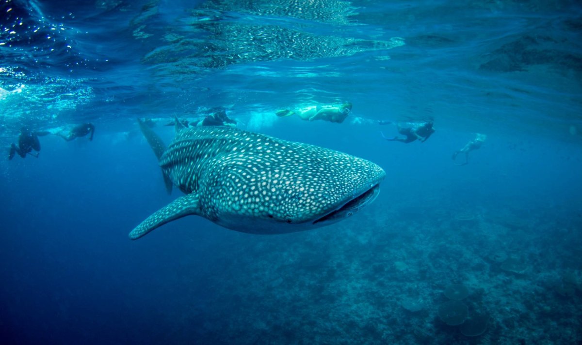 Северный Ледовитый океан подводный мир