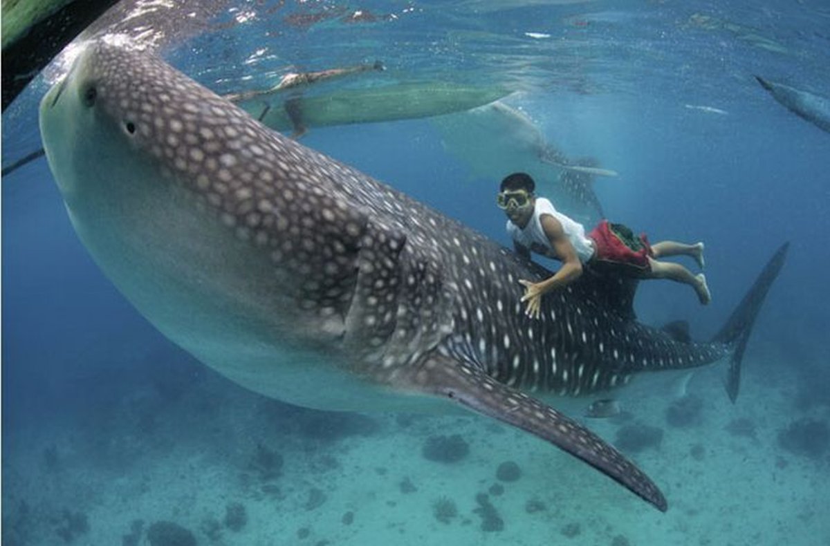 Китовая акула