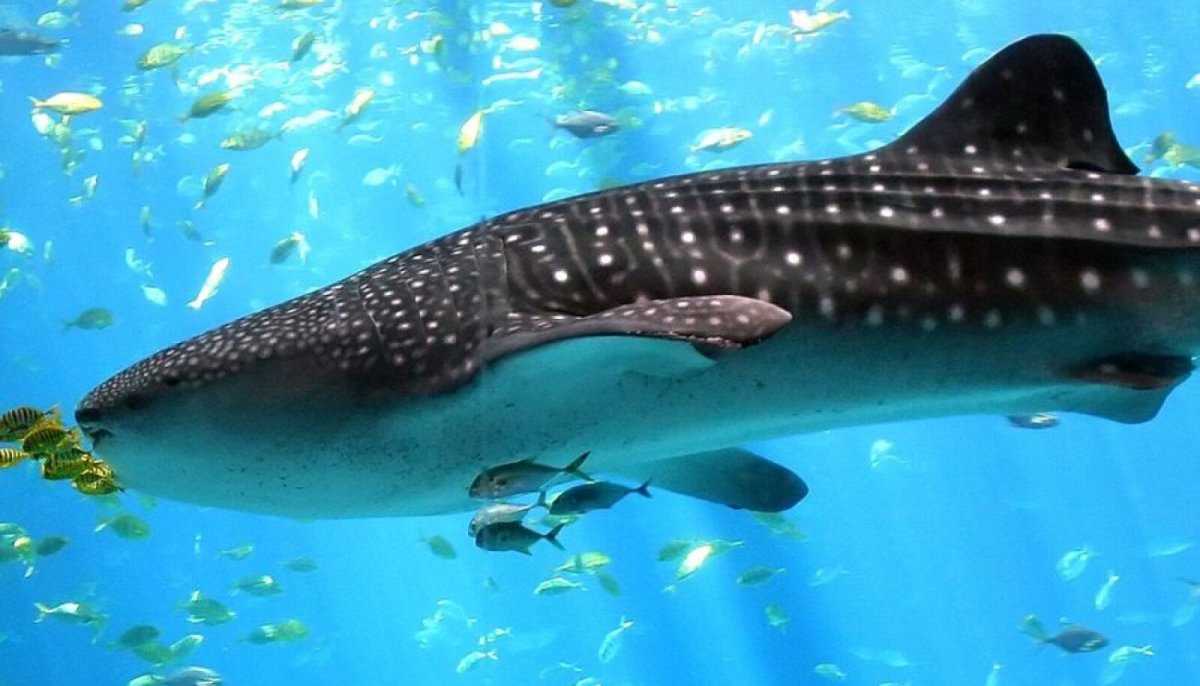 Самая большая рыба на земле