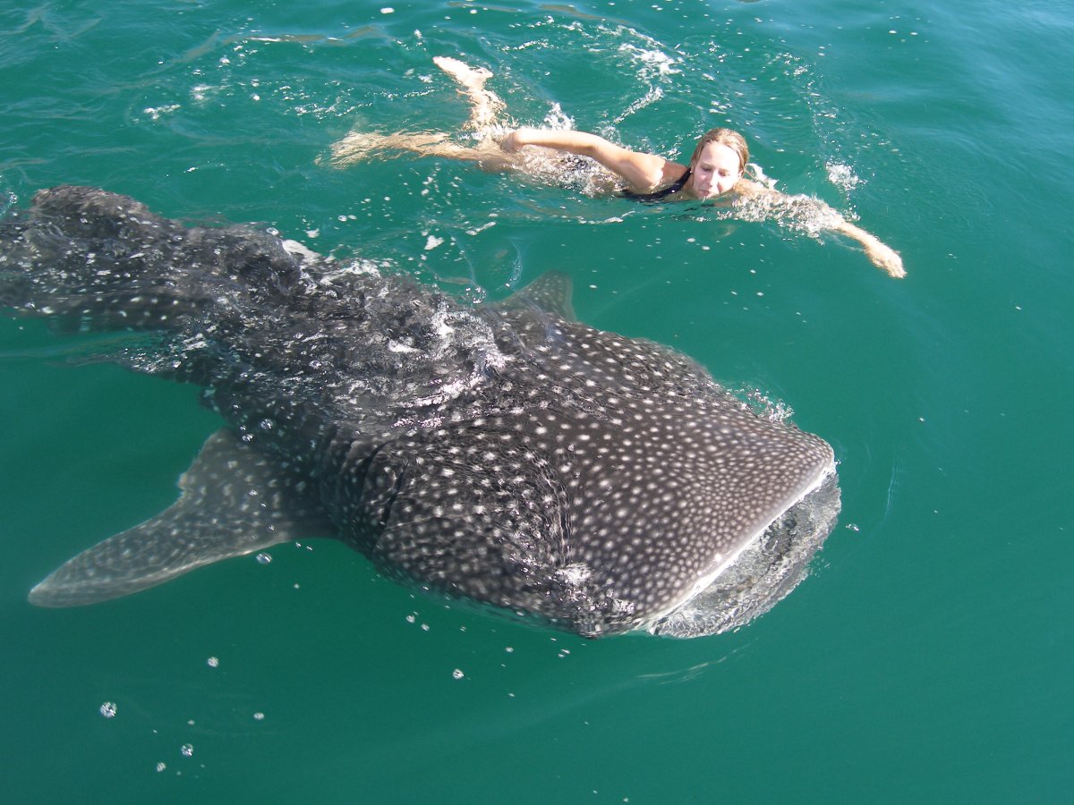 Дельфины и акулы